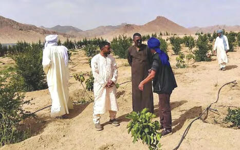 ALGERIE : Tazrouk (Tamanrasset) :&nbsp;L&rsquo;agriculture face au d&eacute;fi de l&rsquo;eau et de la modernisation | CIHEAM Press Review | Scoop.it