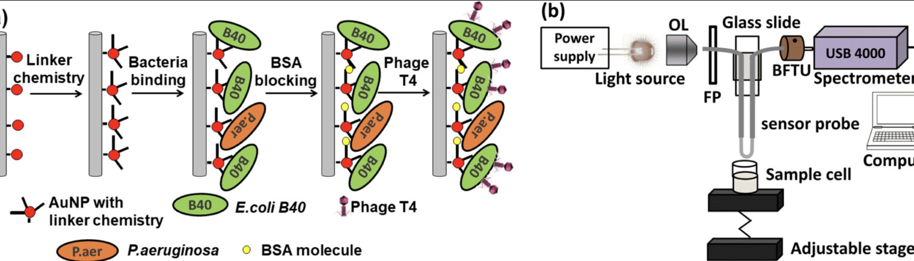 Label-Free Detection of Escherichia coli from M...