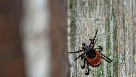Lyme : collectionnons les tiques pour aider les chercheurs ! | EntomoNews | Scoop.it