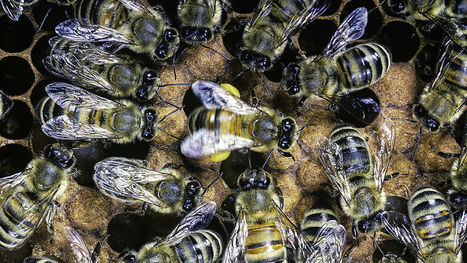Epigenetics and the evolution of instincts | Life Sciences Université Paris-Saclay | Scoop.it