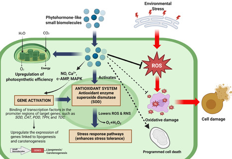 Molecular Insights of Phytohormone-Like Small Biomolecules for Microalgae-Mediated Heavy Metal Bioremediation | ppl | RMH | Scoop.it