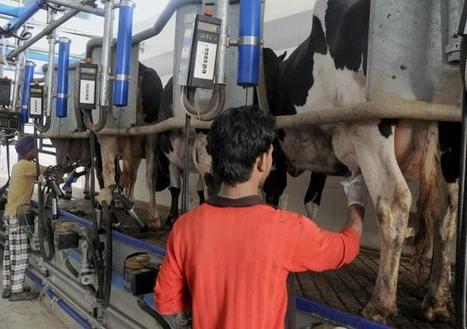 Inde : Un fonds américain investit 50 millions de dollars dans Dodla Dairy | Lait de Normandie... et d'ailleurs | Scoop.it