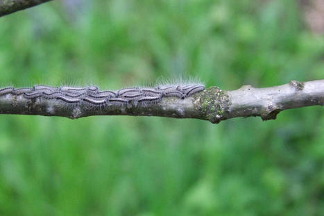 &Eacute;valuer le risque d&rsquo;exposition aux chenilles urticantes pour mieux s&rsquo;en prot&eacute;ger | Veille juridique du CDG13 | Scoop.it