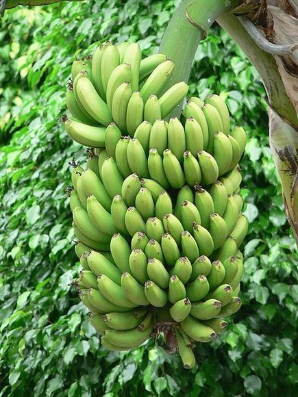 "Golden Bananas" Enter U.S. Market Trials | Plant Molecular Farming | Scoop.it