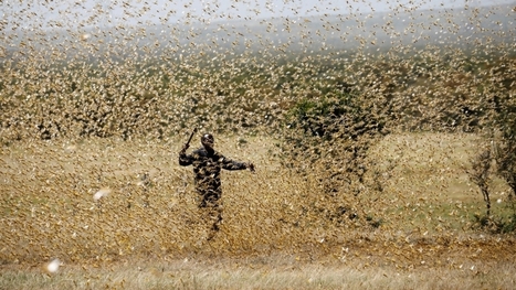 Alarm as coronavirus curbs disrupt East Africa fight on locusts | News | Al Jazeera | GTAV AC:G Y9 - Biomes and food security | Scoop.it
