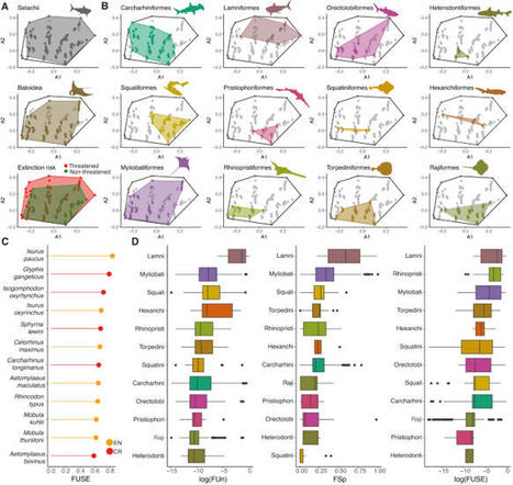 Functional diversity of sharks and rays is highly vulnerable and supported by unique species and locations worldwide - Nature Communications | Biodiversité | Scoop.it