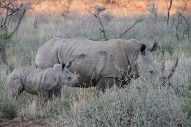 Plus de 1 000 rhinocéros ont encore été massacrés en Afrique du Sud en 2017  | Agir pour la biodiversité ! | Scoop.it