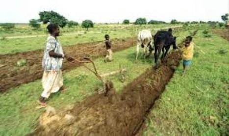 Mali : Les paysans luttent pour la sécurité alimentaire | Questions de développement ... | Scoop.it