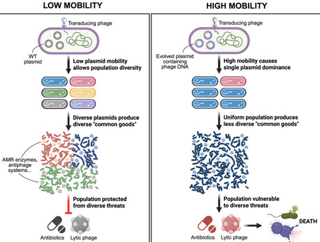 Rapid detection of genotoxicity employing an en...