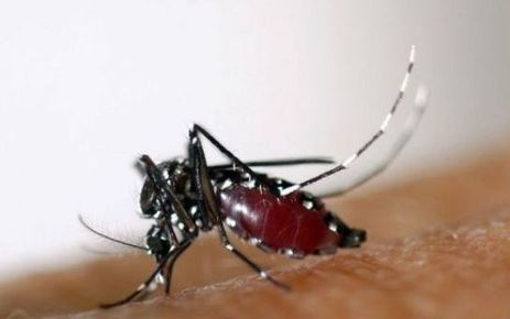 La chasse au moustique tigre, un sport somme toute tr&egrave;s simple | Vari&eacute;t&eacute;s entomologiques | Scoop.it