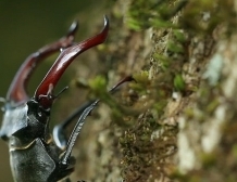 Le Jardin des Plantes : le lucane cerf-volant | Les Colocs du jardin | Scoop.it
