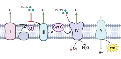 Les nanoplastiques de polystyr&egrave;ne induisent un dysfonctionnement mitochondrial et sont impliqu&eacute;s dans la&nbsp;d&eacute;mence | EUON &ndash; ECHA | Pr&eacute;vention du risque chimique | Scoop.it