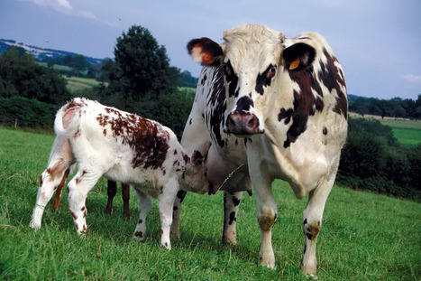Vache normande : comment évoluent les caractéristiques de la race ? | Lait de Normandie... et d'ailleurs | Scoop.it