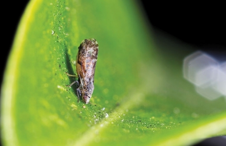 Un insecte pillard | EntomoNews | Scoop.it