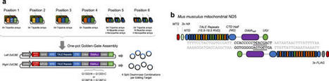 Mitochondrial DNA editing in mice with DddA-TALE fusion deaminases - Nature Communications | TAL effector science | Scoop.it