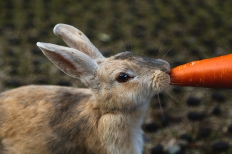 Rabbit Food: How To Choose It? | Ana Brenda | Scoop.it