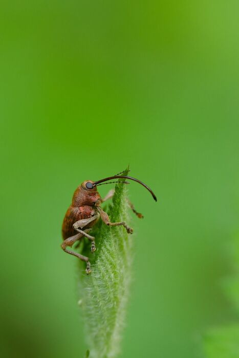 Entomo-calendrier - Avril 2026 | Vari&eacute;t&eacute;s entomologiques | Scoop.it
