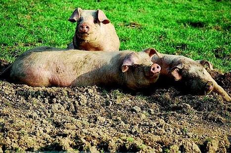 Les Inrocks - Cet &eacute;t&eacute;, prenez l'autoroute pour engraisser les g&eacute;ants du BTP | Chronique des Droits de l'Homme | Scoop.it