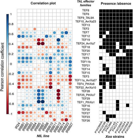 Scientific Reports: Effector Diversification Contributes to Xanthomonas oryzae pv. oryzae Phenotypic Adaptation in a Semi-Isolated Environment (2016) | Plant Pathogenomics | Scoop.it
