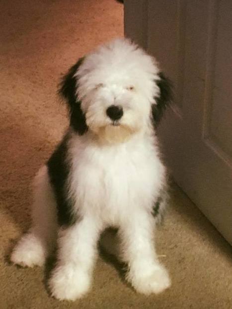mini sheepadoodle puppies available now