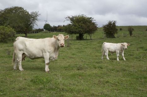 Vache folle : la Chine rouvre partiellement son marché au bœuf français | Le Fil @gricole | Scoop.it