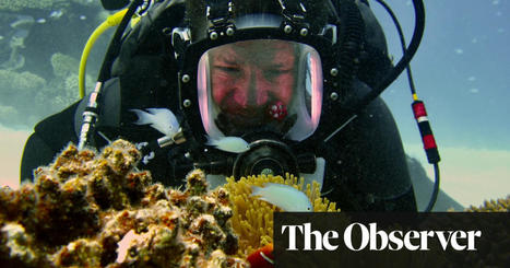 Scientists’ experiment is ‘beacon of hope’ for coral reefs on brink of global collapse | Coral | The Guardian | Coastal Restoration | Scoop.it