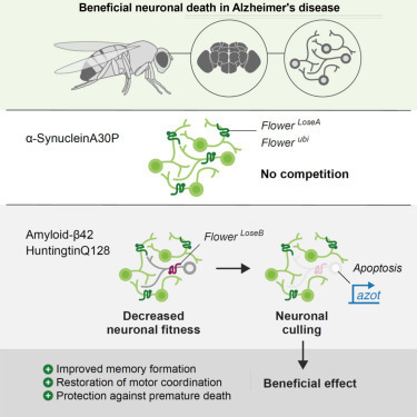 Maladie d'Alzheimer : Perdre des neurones ne serait pas si mauvais | EntomoNews | Scoop.it