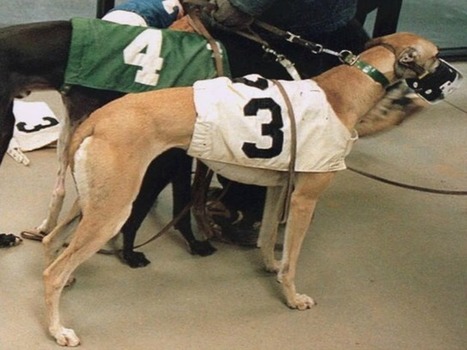 Florida voters could decide greyhound racing track's future | Greyhound Racing | Scoop.it