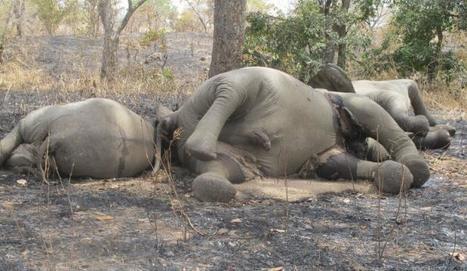 Cameroun: Plus de 500 &eacute;l&eacute;phants tu&eacute;s dans le parc de Bouba Ndjidda - 20minutes.fr | Essentiels et SuperFlus | Scoop.it