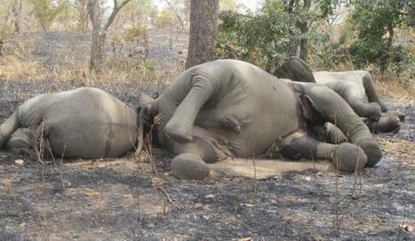 Cameroun: Plus de 500 éléphants tués dans le parc de Bouba Ndjidda - 20minutes.fr | Essentiels et SuperFlus | Scoop.it