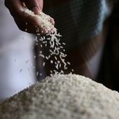 Le prix du riz : question de vie ou de mort | Ressources FLE | Scoop.it