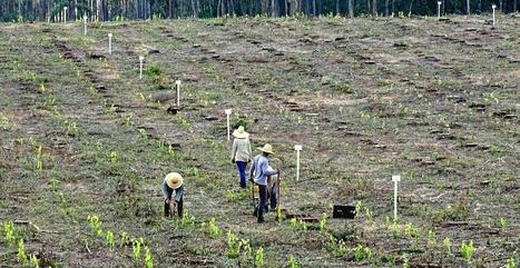 Climat : planter des millions d’arbres pour lutter contre le réchauffement… mais pas n’importe comment | Cirad | ECOLOGIE - ENVIRONNEMENT | Scoop.it