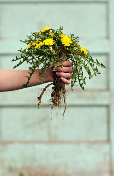 How to Organically Kill Weeds Without Harming Your Plants | Best  Healthy Living Scoops | Scoop.it