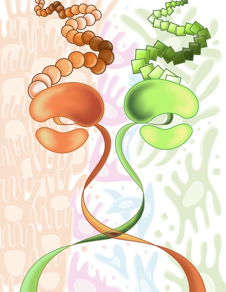Ribosome composition plays a key role in EMT | I2BC Paris-Saclay | Scoop.it