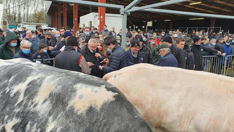 Ambiance maussade pour les bêtes de boucherie sur les concours de Noël | Actualité Bétail | Scoop.it