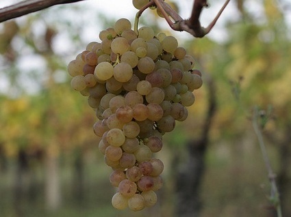Verdicchio: the wine identity of Le Marche | Good Things From Italy - Le Cose Buone d'Italia | Scoop.it