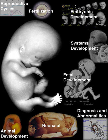 Embryology | Embryology | Scoop.it