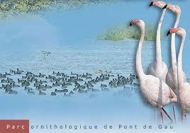 Conférence à Arles le 7 mars  - Histoire du Parc Ornithologique de Pont de Gau | Camargue Nature | Scoop.it