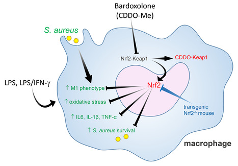La bardoxolone (CDDO-Me) module l'inflammation et l’activité bactéricide des macrophages par la voie Nrf2 | Life Sciences Université Paris-Saclay | Scoop.it