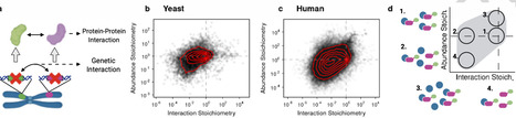 Protein-protein interactions are a major source of epistasis in genetic interaction networks | Ncm | RMH | Scoop.it