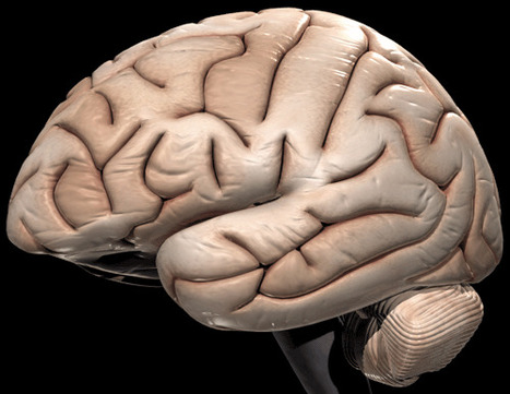 Our Plastic Brain | Science News | Scoop.it