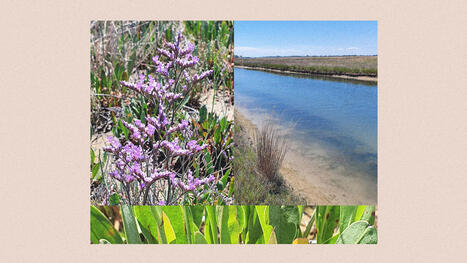 CLIMATE: The beautiful Venetian plant with a secret climate superpower | DURABILITES | Scoop.it