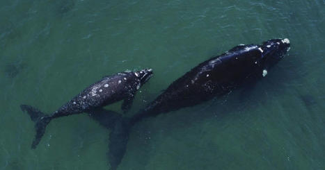 Les navires, le bruit et le changement climatique tuent les baleines. Voici comment résoudre ce problème. | Revue de presse Cétacés | Scoop.it