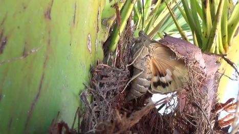 Papillon ravageur des palmiers : La couronne du palmier joue un r&ocirc;le-cl&eacute; dans l&rsquo;attraction des femelles f&eacute;cond&eacute;es | EntomoNews | Scoop.it