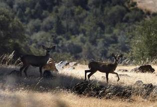 Land conservation benefits from economic downturn | Timberland Investment | Scoop.it