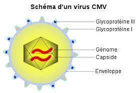 Cytomégalovirus : un vaccin ARN testé dans plusieurs hôpitaux français | Revue de presse Implant Cochléaire | Scoop.it
