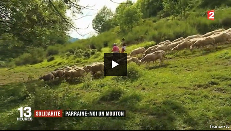 Aulon : parrainer un mouton pour relancer une exploitation | Vallées d'Aure & Louron - Pyrénées | Scoop.it