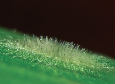 New Phytologist: Powdery mildew genomes in the crosshairs (2012) | Plant Pathogenomics | Scoop.it