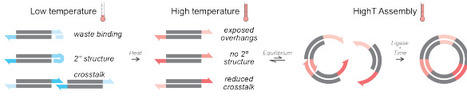 High temperature ligation enables in vitro assembly of eukaryotic genes | brvt | RMH | Scoop.it