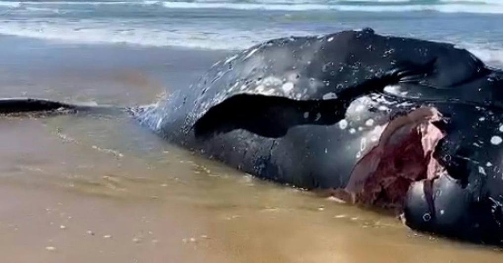 Shark Attack Video Whale Washes Ashore With Hu